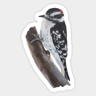 Downy Woodpecker painting (no background) Sticker